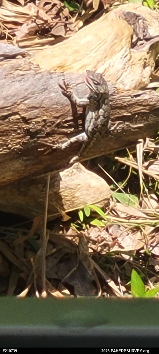 Eastern Fence Lizard