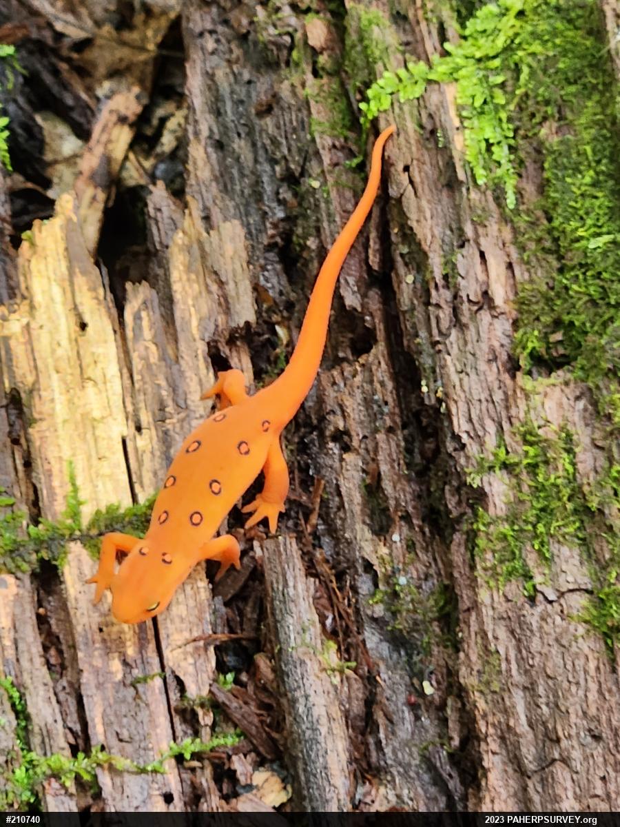 Red-spotted Newt