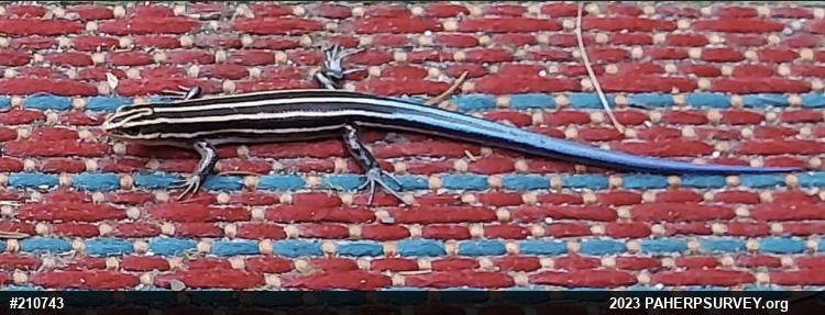 Common Five-lined Skink