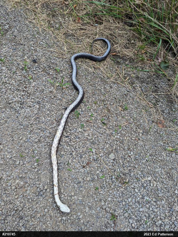 Eastern Ratsnake