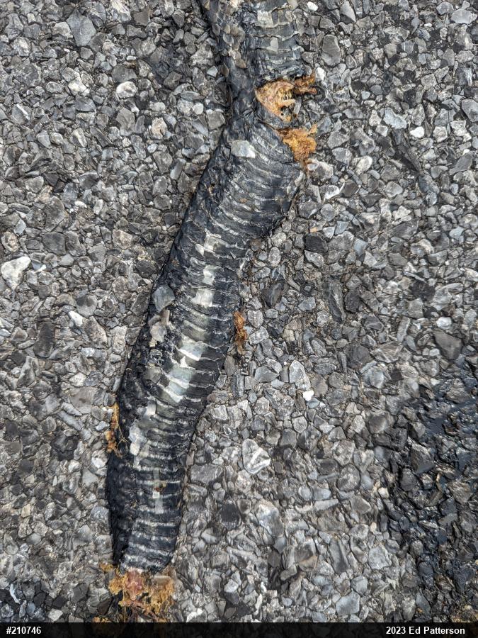 Northern Black Racer
