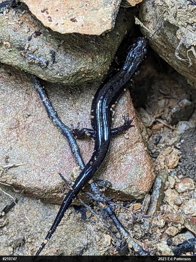 Allegheny Mountain Dusky Salamander
