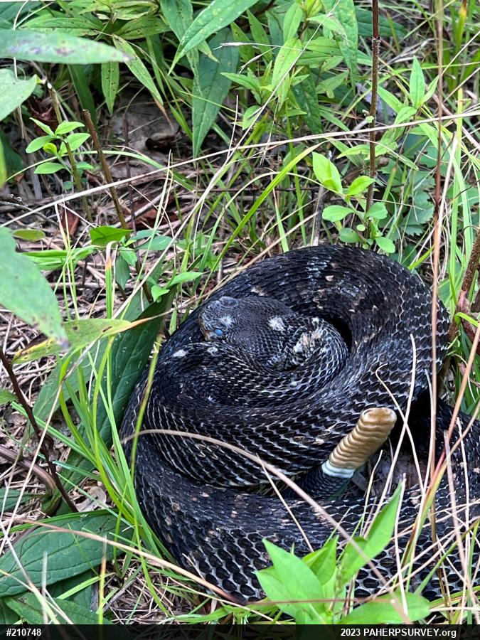 Timber Rattlesnake