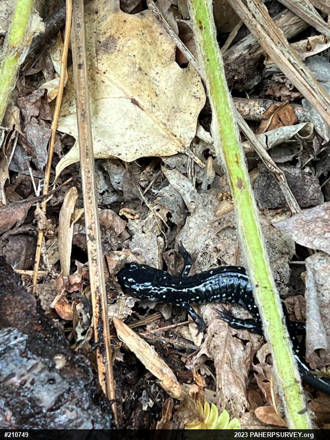 Northern Slimy Salamander