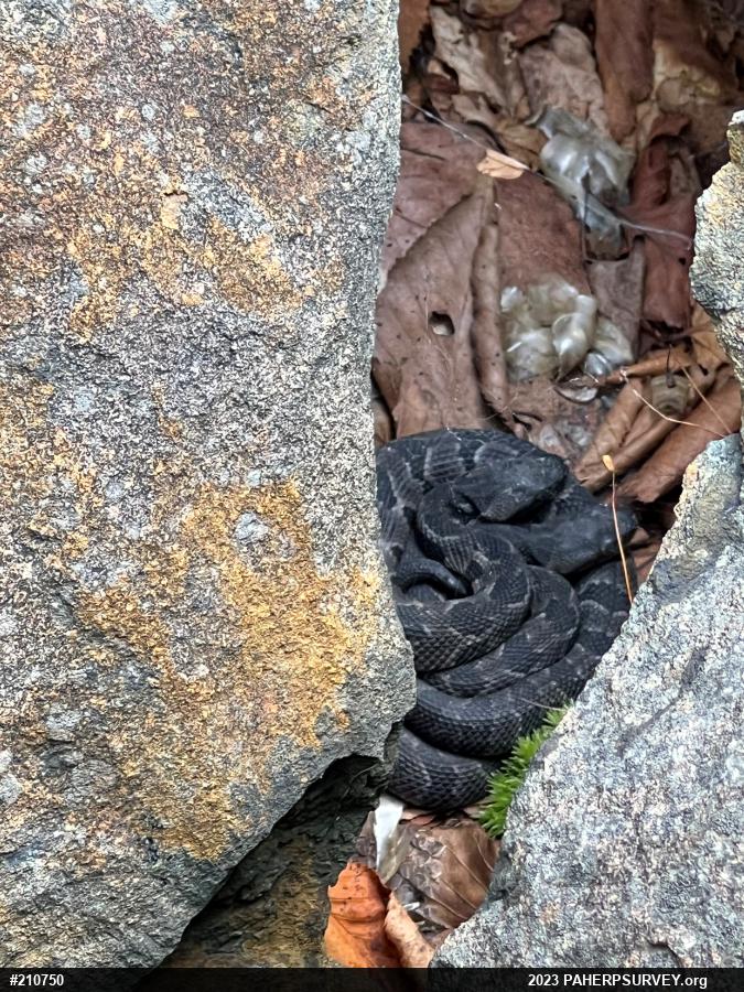 Timber Rattlesnake