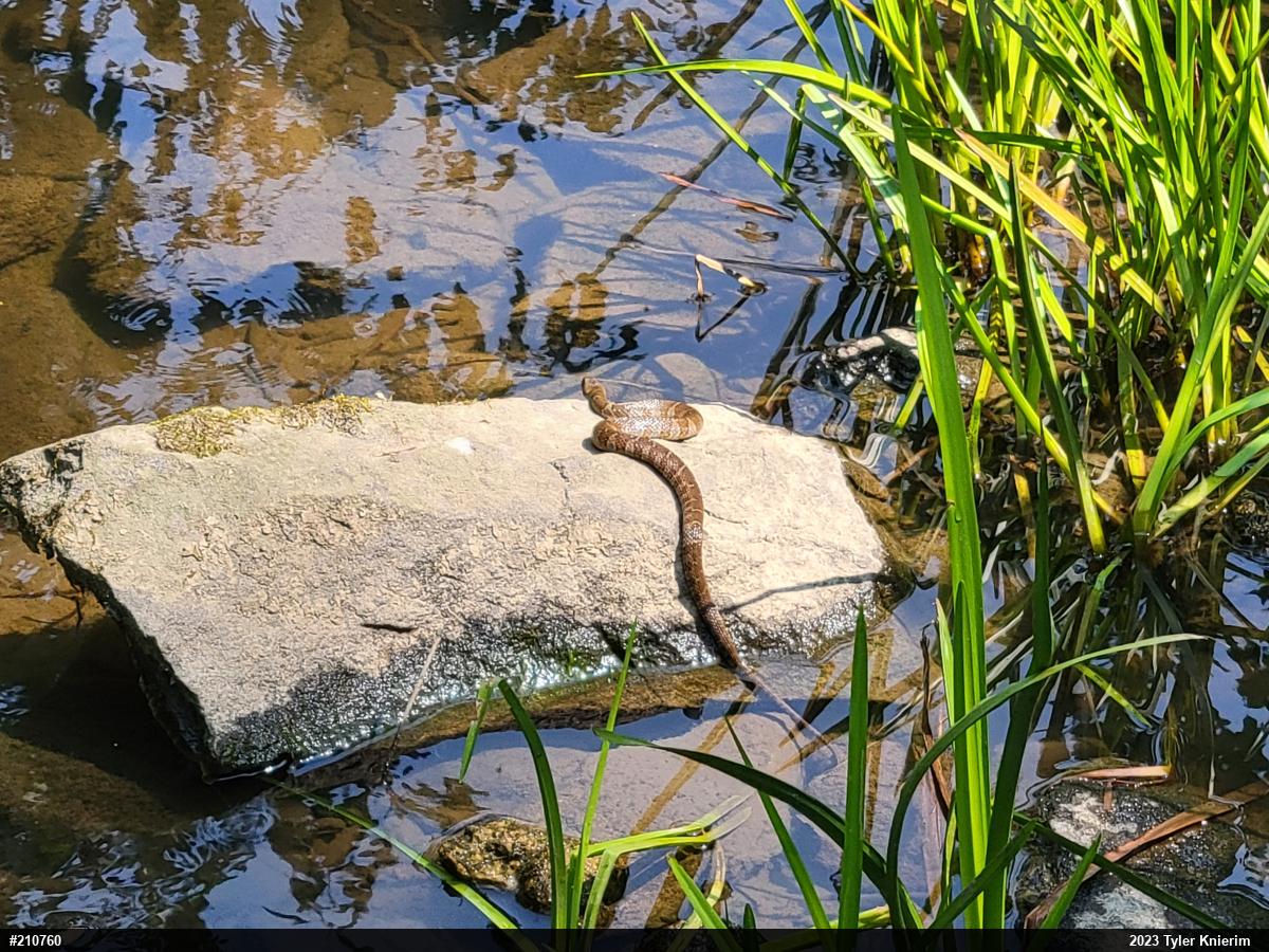 Northern Watersnake