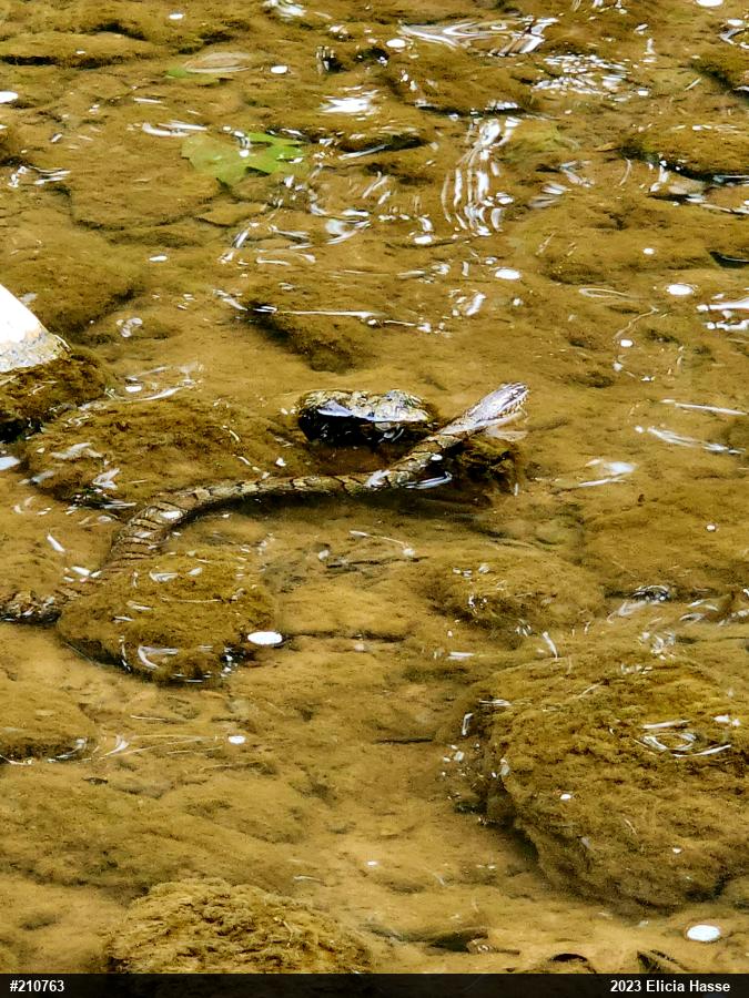 Northern Watersnake