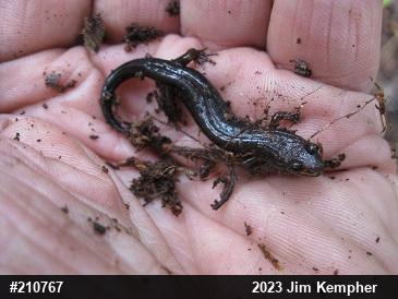 Dusky Salamanders