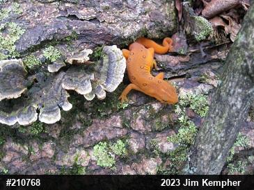 Red-spotted Newt