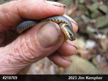 Northern Ring-necked Snake