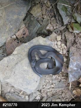 Northern Ring-necked Snake