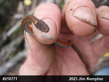 Red-bellied Snake