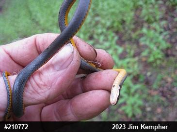 Northern Ring-necked Snake