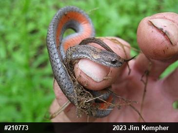 Red-bellied Snake