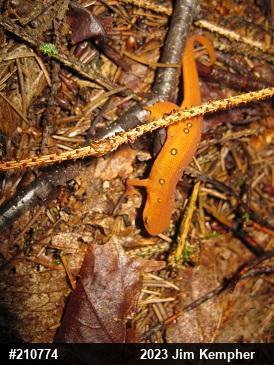 Red-spotted Newt