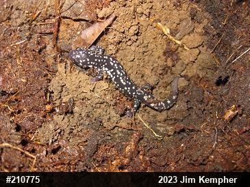 Northern Slimy Salamander