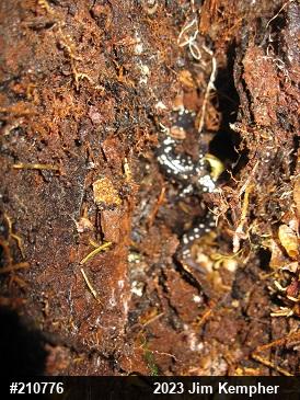 Northern Slimy Salamander