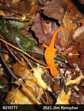 Red-spotted Newt