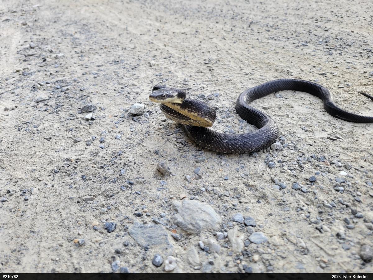 Eastern Ratsnake