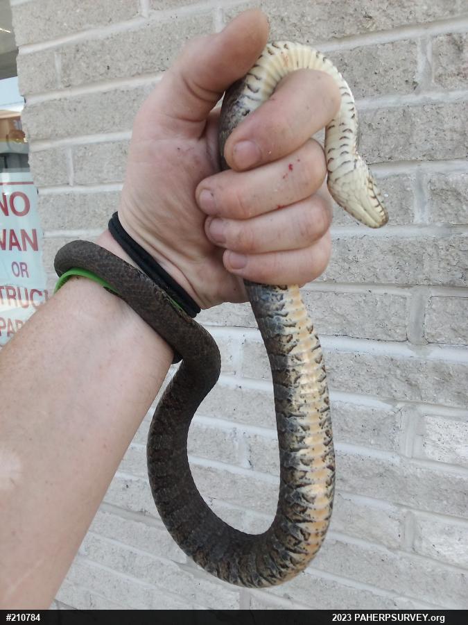Northern Watersnake