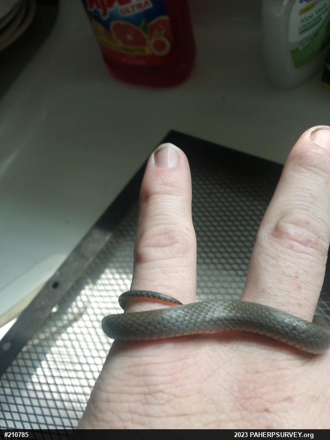 Northern Ring-necked Snake