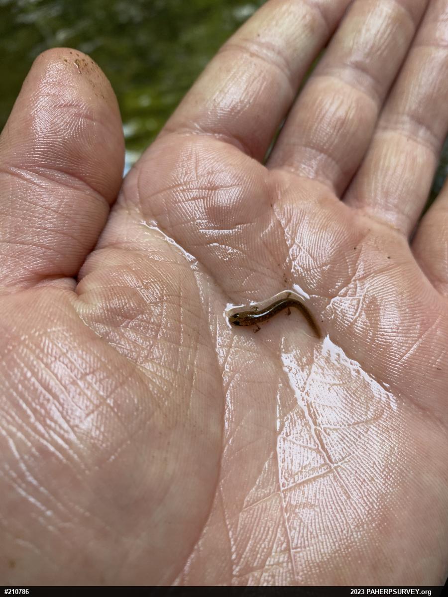 Northern Two-lined Salamander
