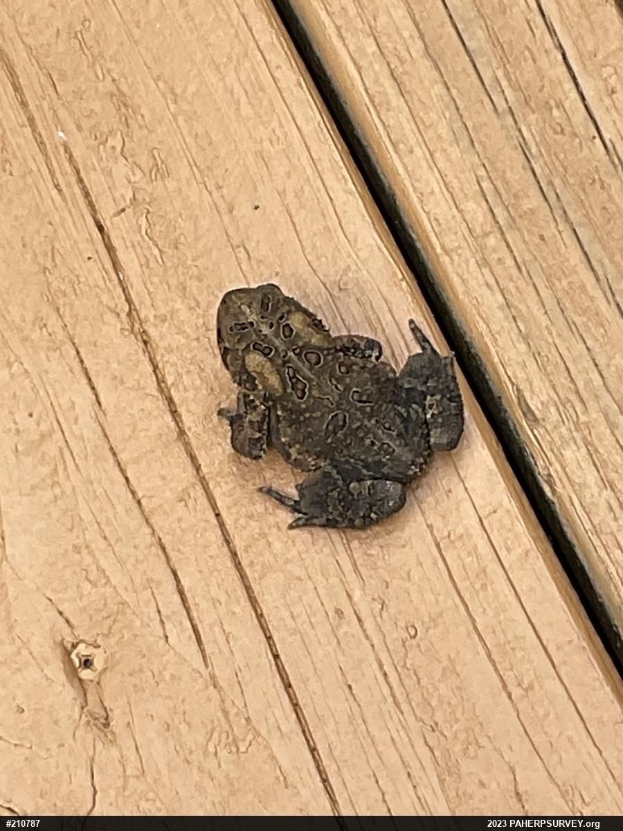 Eastern American Toad