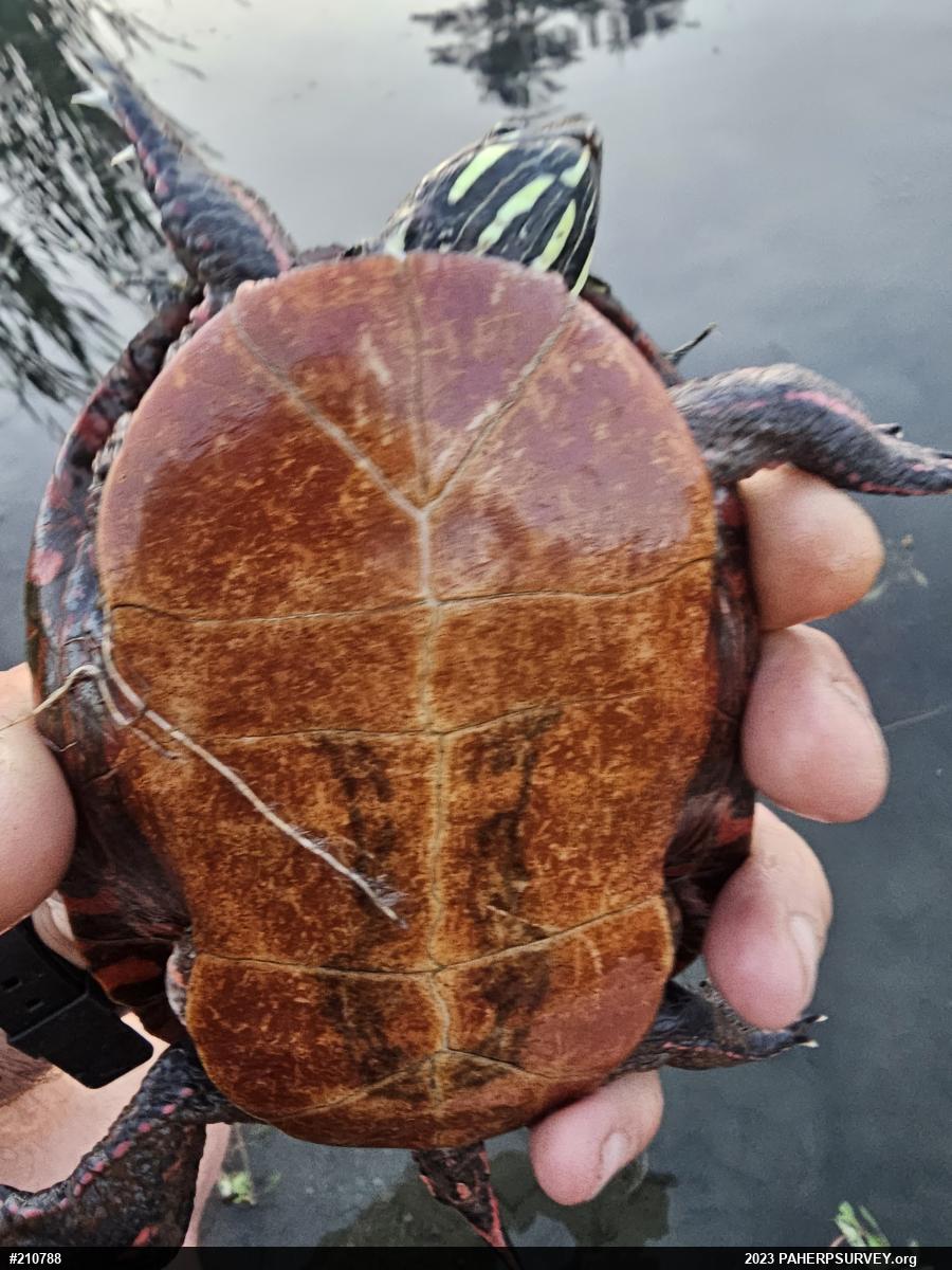 Painted Turtle