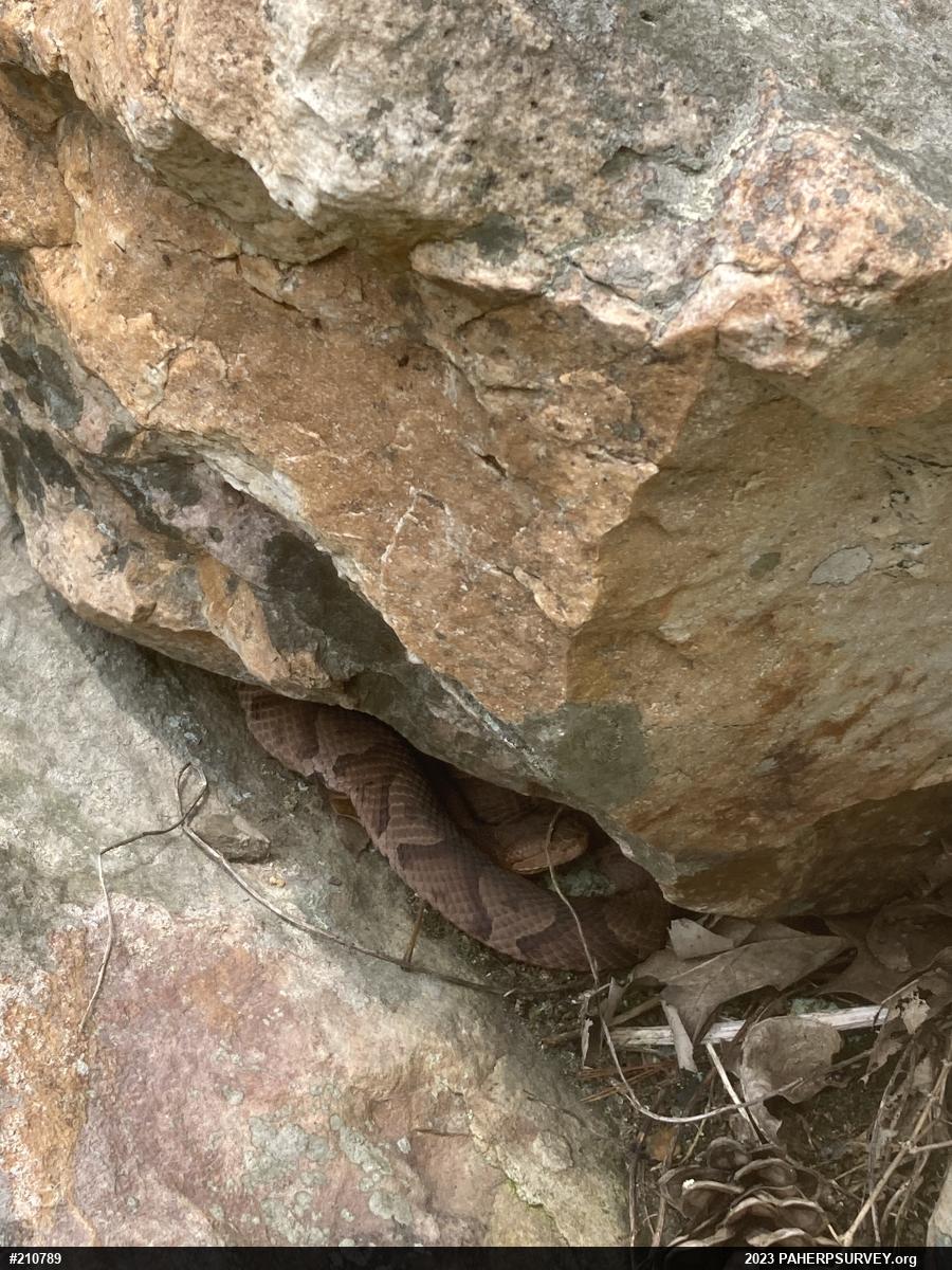 Northern Copperhead