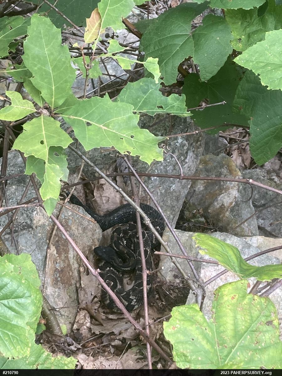 Timber Rattlesnake