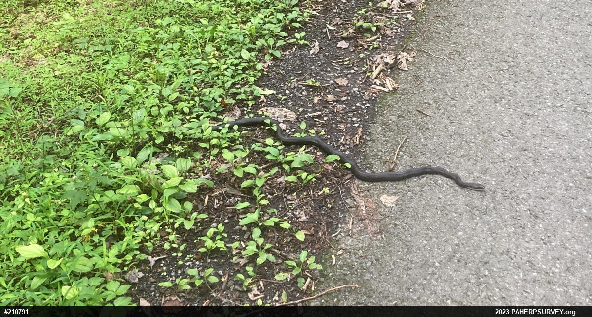 Eastern Ratsnake