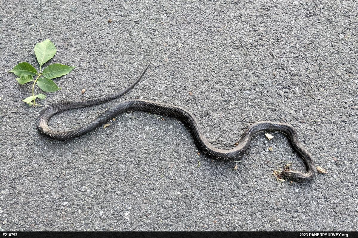 Eastern Ratsnake