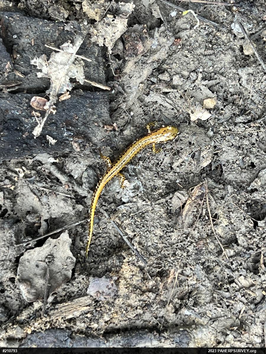 Eastern Long-tailed Salamander
