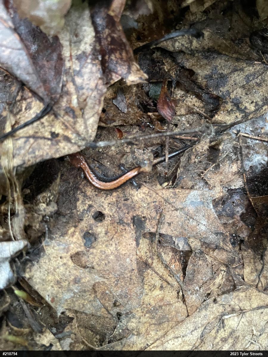 Eastern Red-backed  Salamander