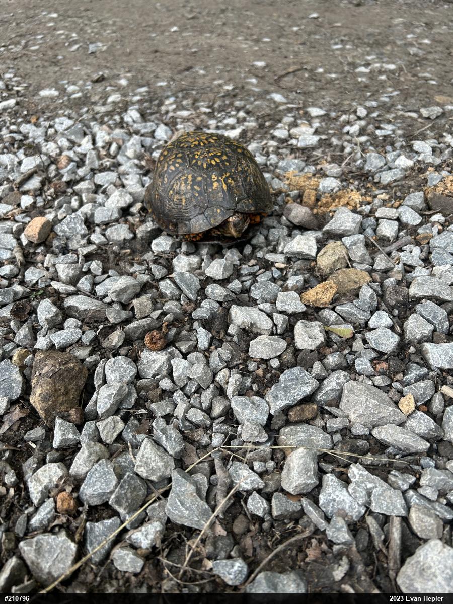Eastern Box Turtle