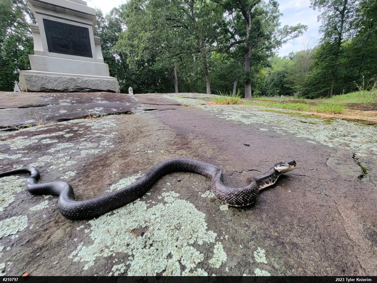 Eastern Ratsnake