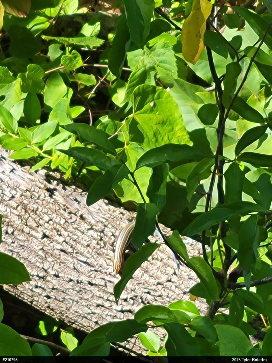 Broad-headed Skink
