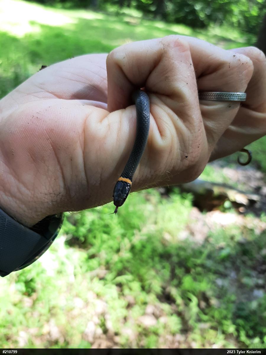 Northern Ring-necked Snake