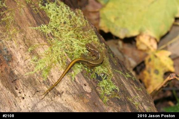Northern Two-lined Salamander