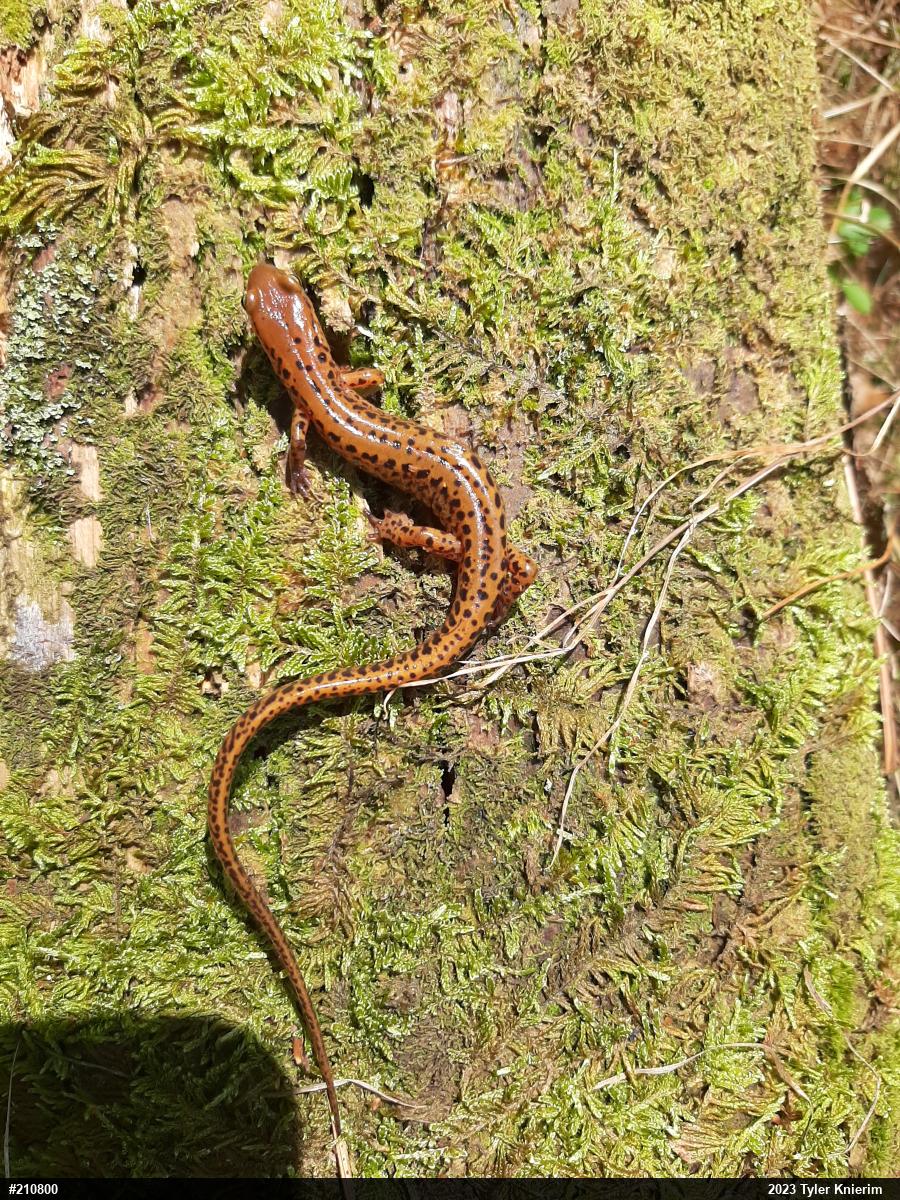 Eastern Long-tailed Salamander