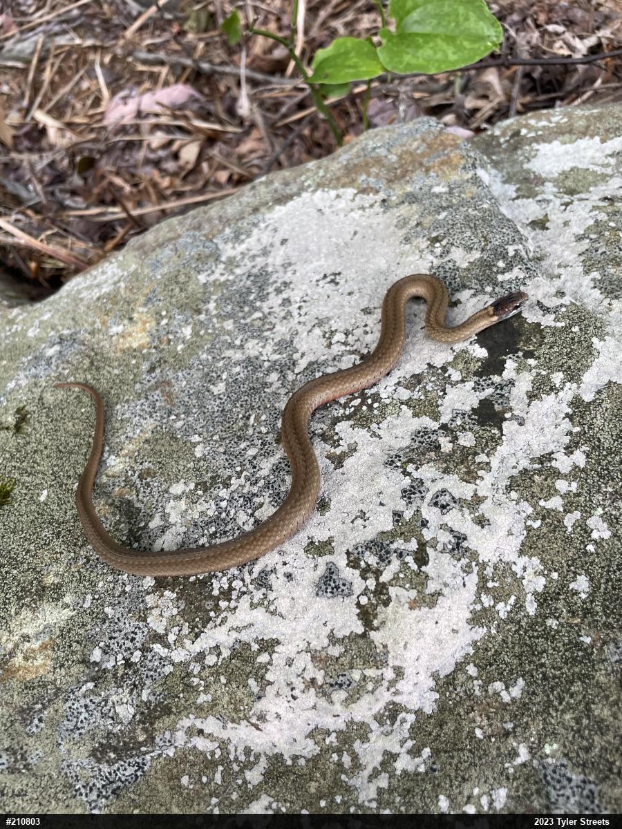 Red-bellied Snake