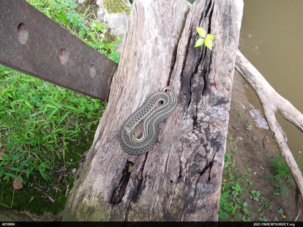 Eastern Gartersnake