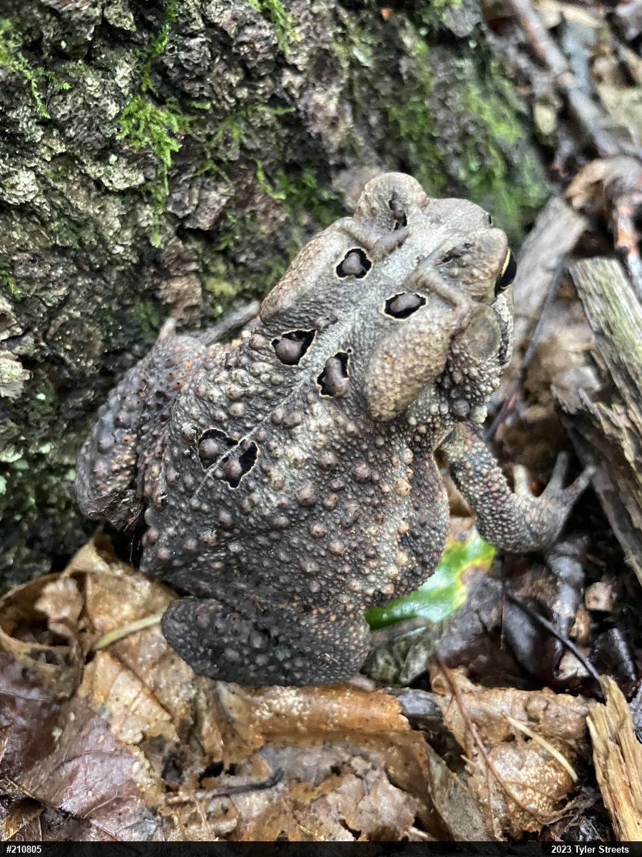 Eastern American Toad