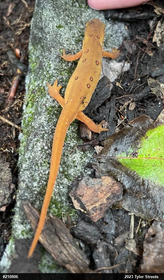 Red-spotted Newt