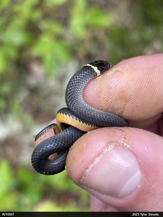 Northern Ring-necked Snake