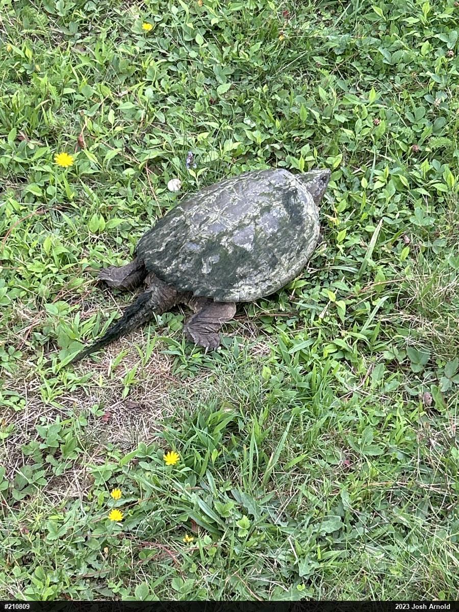 Snapping Turtle