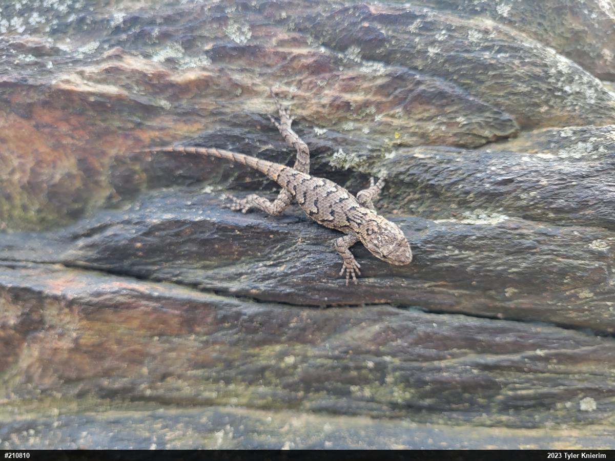 Eastern Fence Lizard