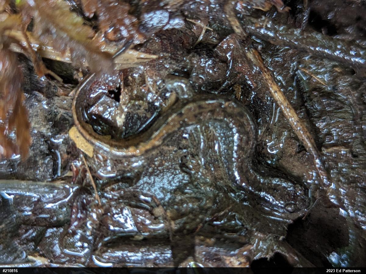 Northern Dusky Salamander