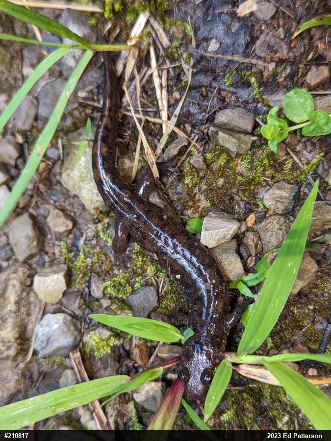 Seal Salamander