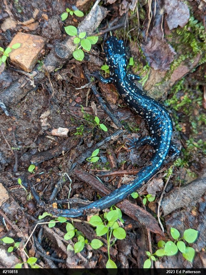 Northern Slimy Salamander